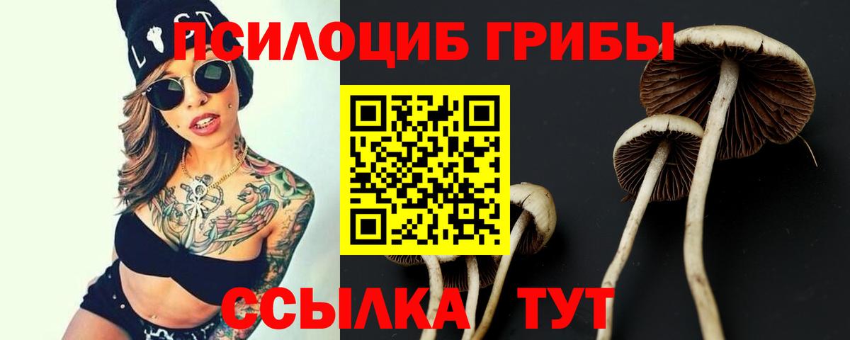 Псилоцибиновые грибы Psilocybe Россошь